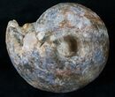 Fagesia Ammonite - Goulmima, Morocco #14282-1